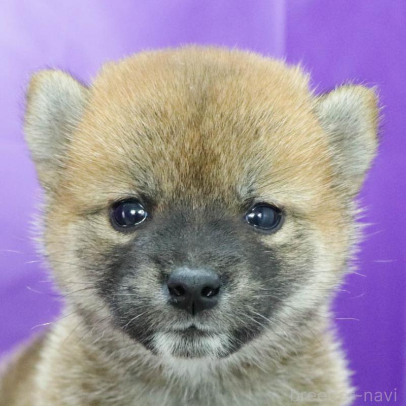 成約済の愛知県の柴犬-401939の2枚目